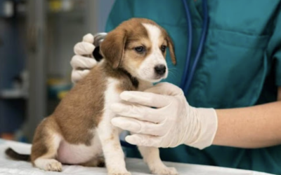 LEGISLAN EN SAN LÀZARO PARA DEDUCIR DE IMPUESTOS LOS GASTOS POR SERVICIOS VETERINARIOS